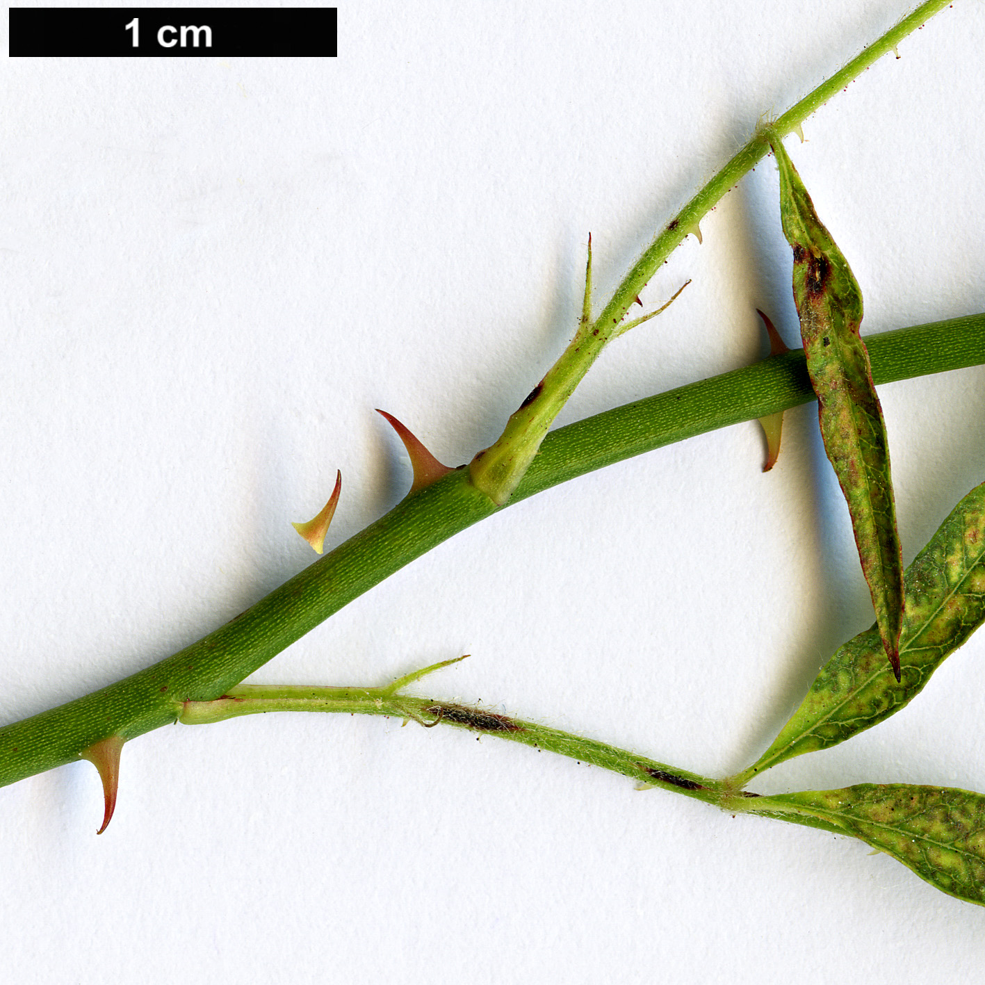 High resolution image: Family: Rosaceae - Genus: Rosa - Taxon: watsoniana High resolution image: Family: Rosaceae - Genus: Rosa - Taxon: watsoniana